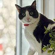 Poniyo Et Oreo participe au concours pour gagner de l'argent avec cette photo : cat, black_and_white, indoor, windowsill, green_eyes, red_collar, pet, animal, curious, feline, plant, leaf, closeup, portrait, domestic_cat, whiskers, soft_light, blurred_background, houseplant, cozy