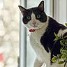 cat, black_and_white, indoor, windowsill, green_eyes, red_collar, pet, animal, curious, feline, plant, leaf, closeup, portrait, domestic_cat, whiskers, soft_light, blurred_background, houseplant, cozy