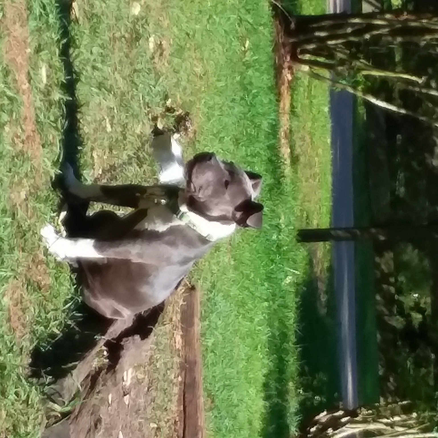 Cali joined the competition — help win amazing prizes! boston_terrier, canidae, dog_breed, forest, jungle, nature_reserve, non_sporting_group, primate, sporting_group, tree, trunk, wildlife, woodland, zoo