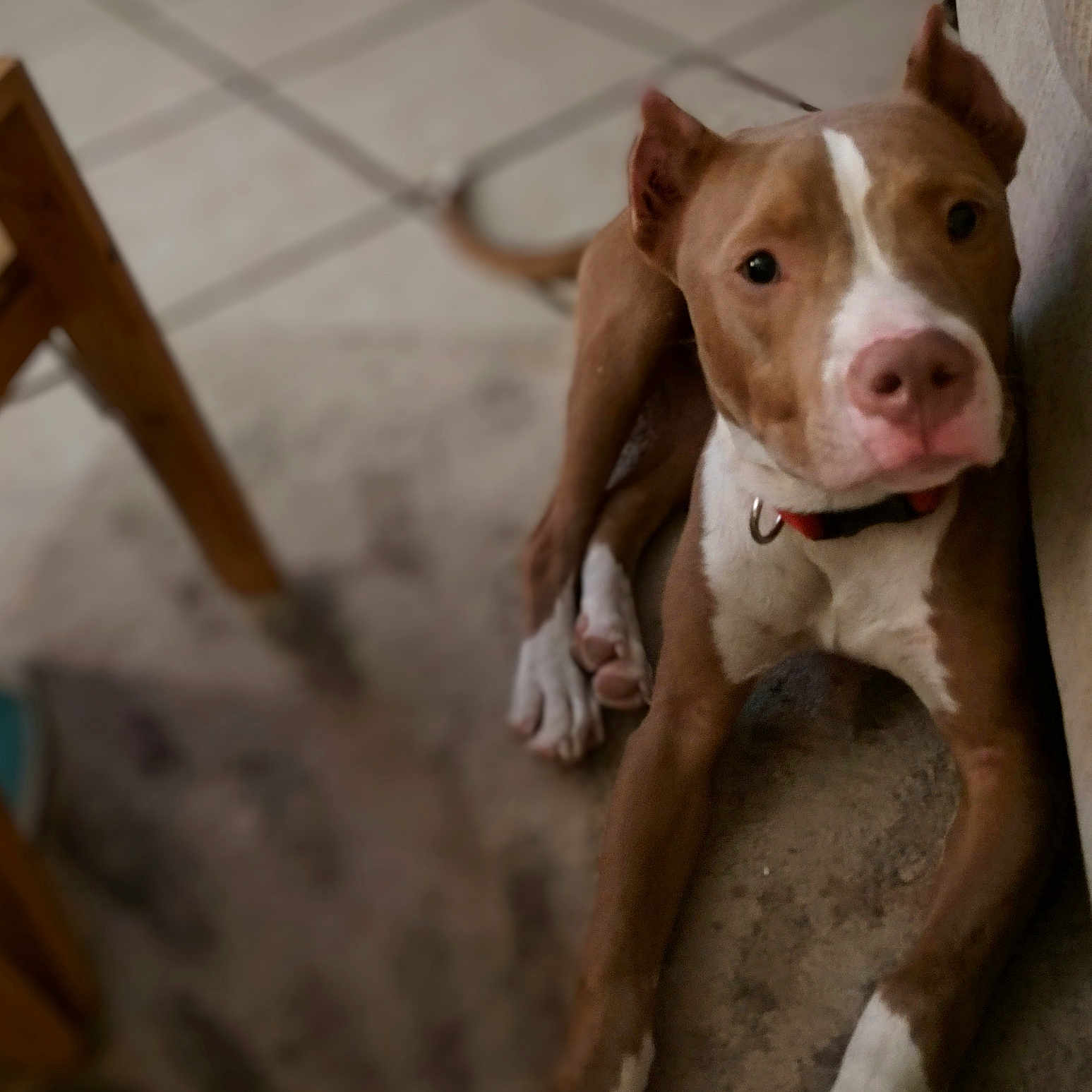 Diego is registered to the contest to win money with this photo: accessories, animal, bodypart, boxer, bulldog, canine, chair, dog, finger, furniture, hardwood, hound, pet, pitbull, plywood, pointer, puppy, snout, strap, wood