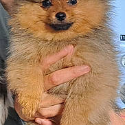 Bambou a rejoint le concours — aidez-le/la à gagner de superbes lots ! dog, puppy, pomeranian, fluffy, cute, pet, animal, small, fur, face, hands, holding, indoor, portrait, mammal, domestic_animal, friendly, young, adorable, companion
