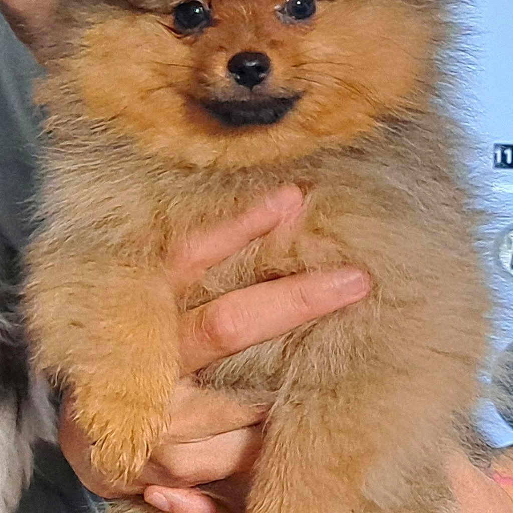 Bambou a rejoint le concours — aidez-le/la à gagner de superbes lots ! dog, puppy, pomeranian, fluffy, cute, pet, animal, small, fur, face, hands, holding, indoor, portrait, mammal, domestic_animal, friendly, young, adorable, companion
