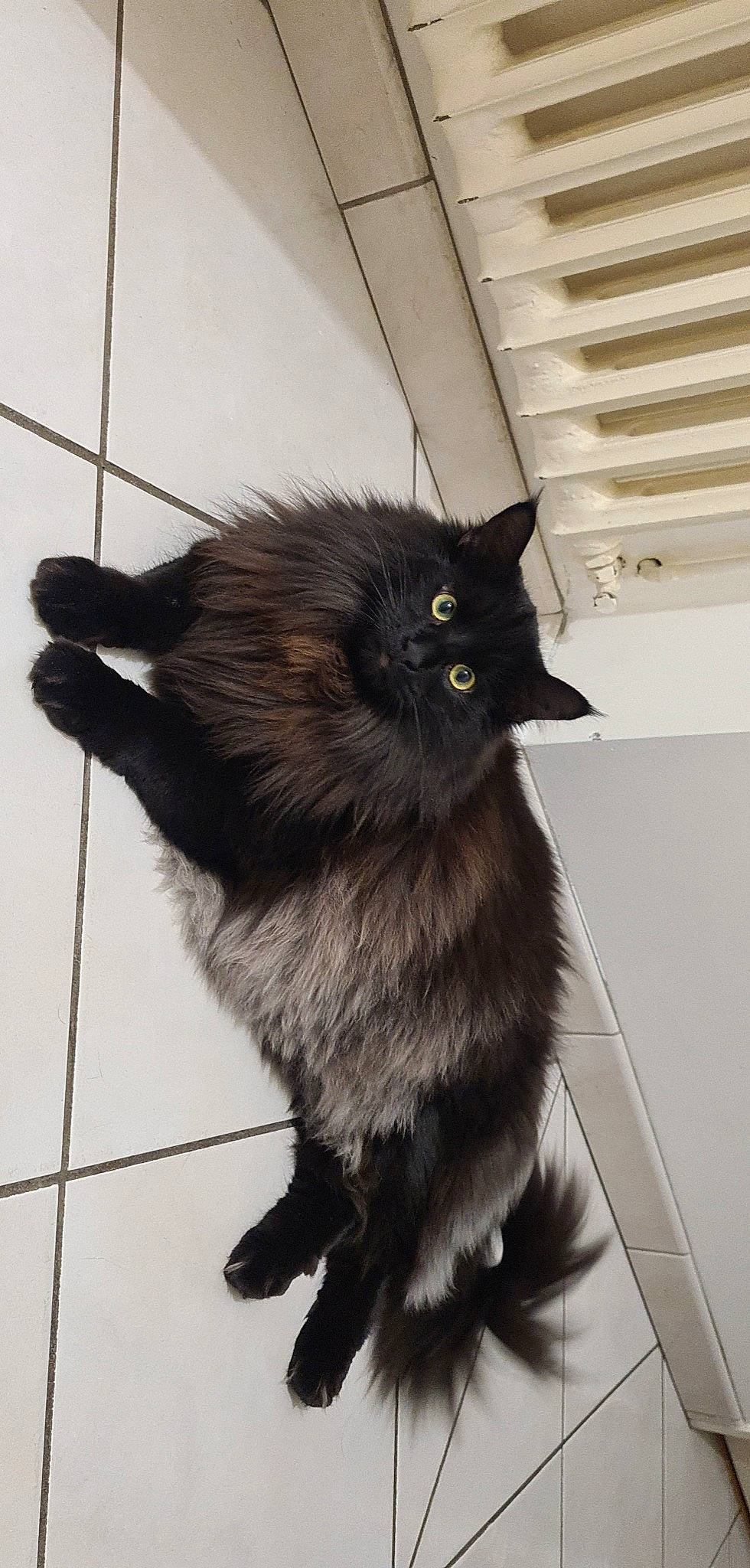 Pako participe au concours pour gagner de l'argent avec cette photo : black_cat, bombay, british_longhair, carnivore, cat, claw, domestic_short_haired_cat, felidae, floor, flooring, fur, grey, monochrome_photography, paw, small_to_medium_sized_cats, tail, tile_flooring, whiskers