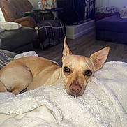 Paloma joined the competition — help win amazing prizes! dog, tan_dog, blanket, living_room, couch, fur, pet, indoor, cozy, relaxed, floor, soft_texture, resting, ear, nose, animal, domestic_animal, comfort, home, portrait