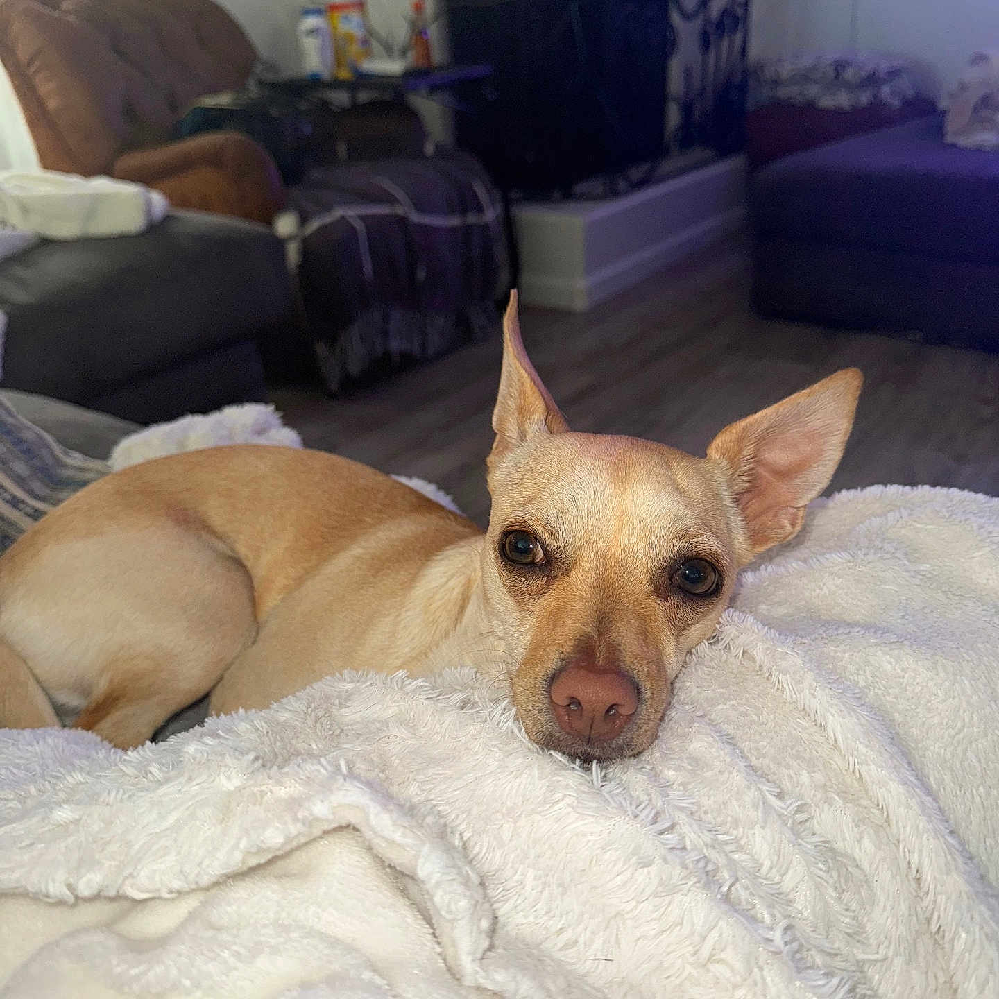 Paloma