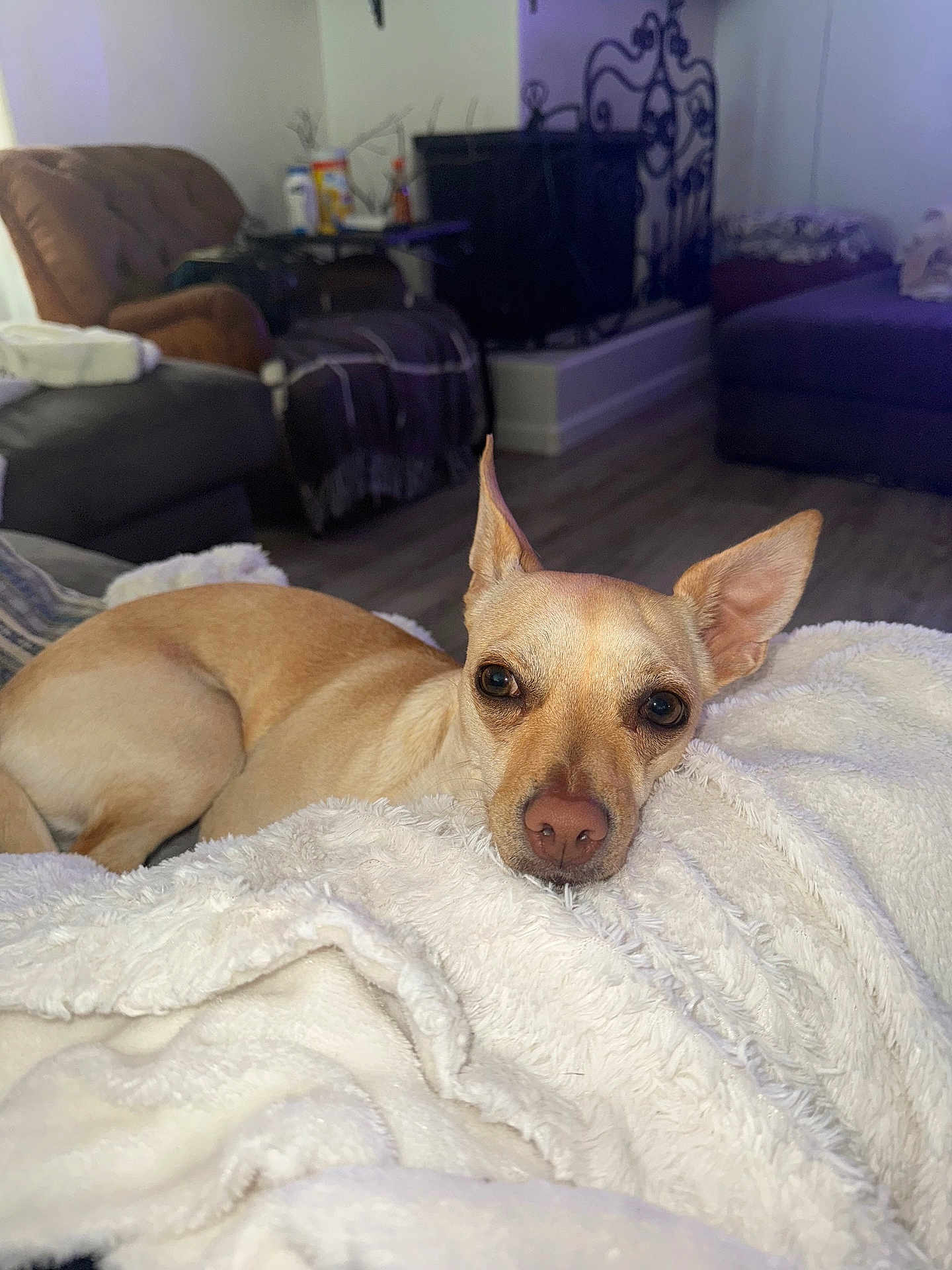 Paloma