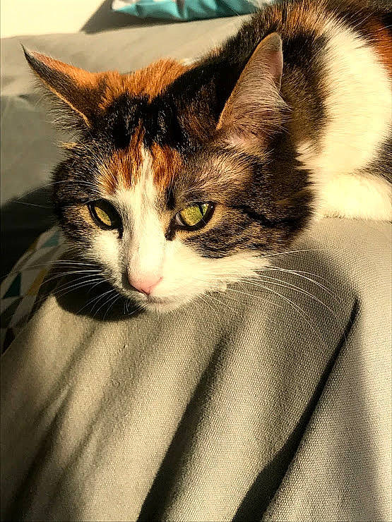 Fleur participe au concours pour gagner de l'argent avec cette photo : carnivore, cat, comfort, domestic_short_haired_cat, ear, eye, felidae, fur, grass, iris, paw, photography, sitting, sleep, small_to_medium_sized_cats, snout, tail, tree, whiskers