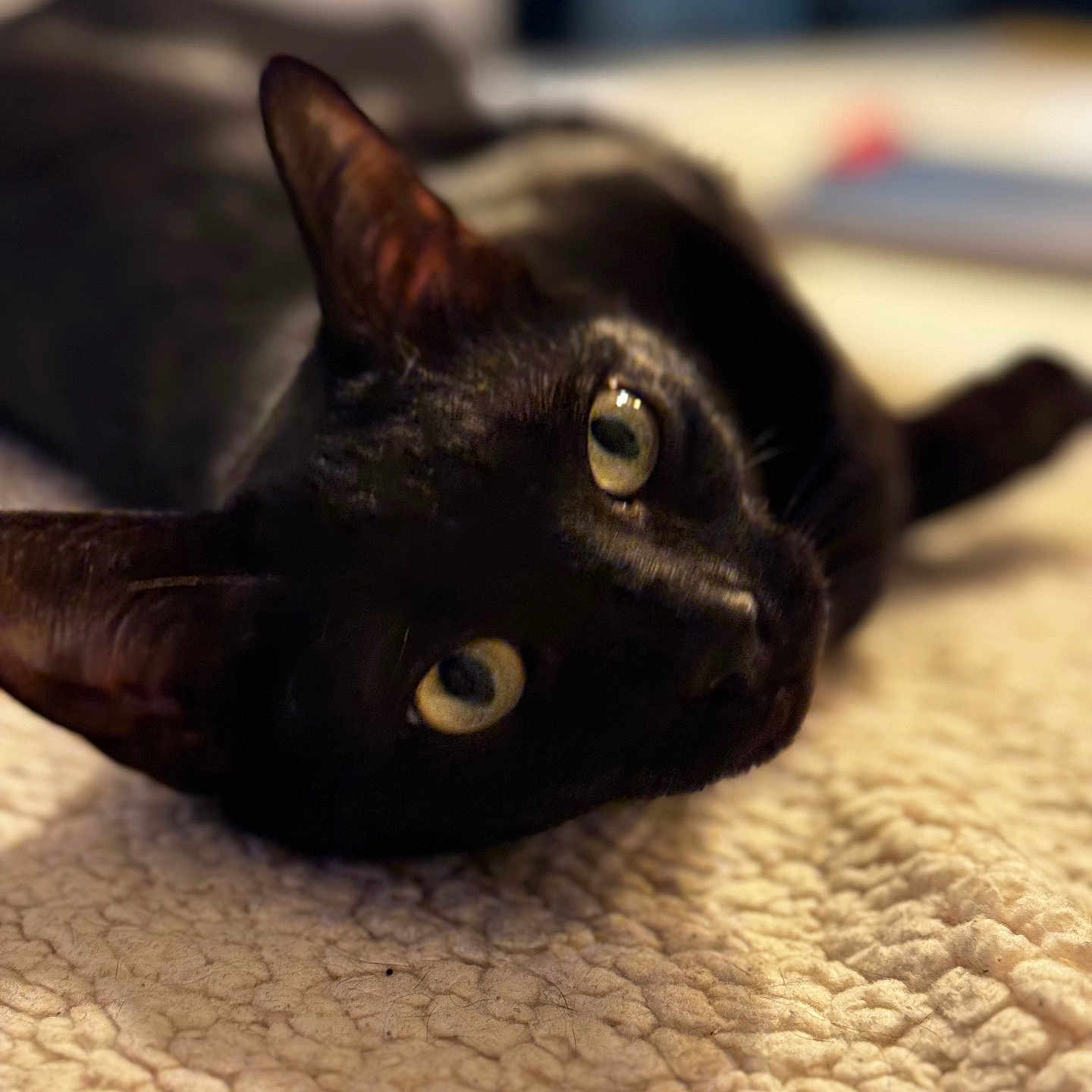Nounoune a rejoint le concours — aidez-le/la à gagner de superbes lots ! abyssinian, animal, blackcat, cat, kitten, manx, pet