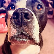 Skadi joined the competition — help win amazing prizes! dog, close_up, nose, curious, indoor, carpet, pet, animal, black_and_white, ears, eyes, whiskers, muzzle, sitting, portrait, household, fur, canine, companion, domestic