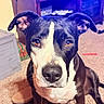 Skadi is registered to the contest to win money with this photo: dog, black_and_white, pet, indoor, carpet, living_room, furniture, television, ears, eyes, sitting, floor, animal, canine, brown_eyes, household, domestic, cute, companion, looking_up