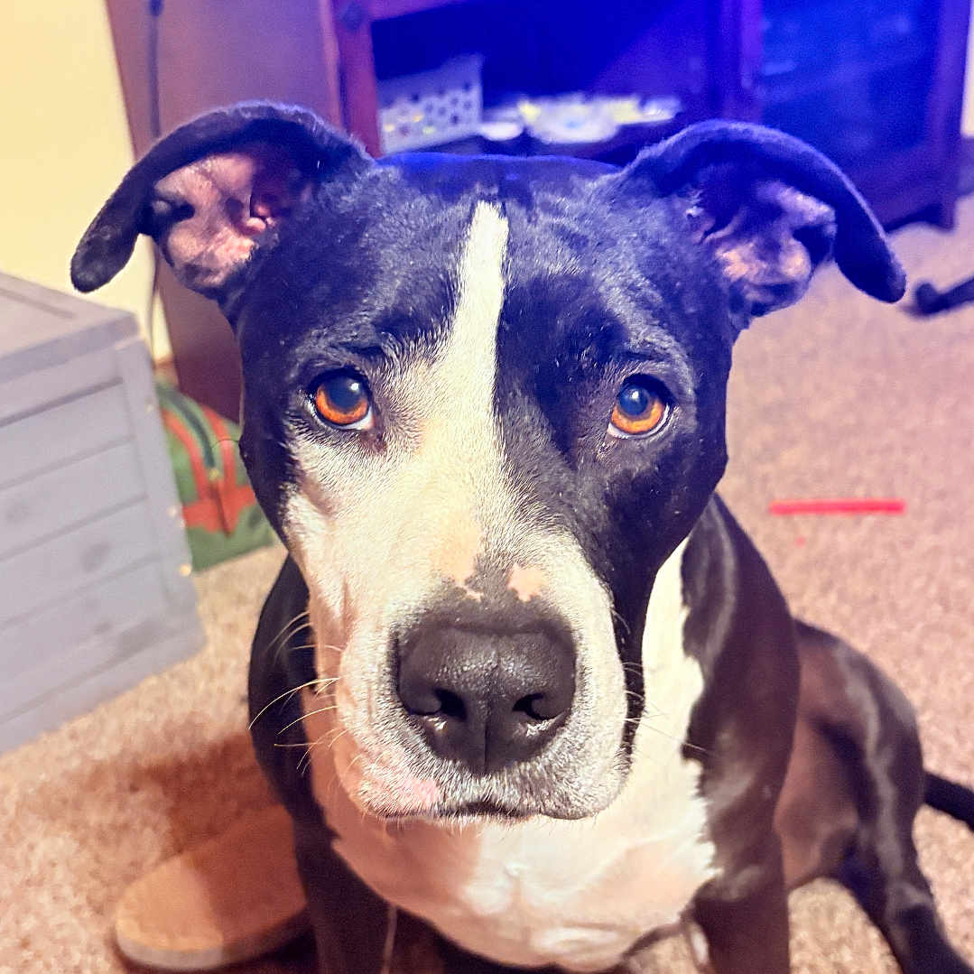 Skadi is registered to the contest to win money with this photo: dog, black_and_white, pet, indoor, carpet, living_room, furniture, television, ears, eyes, sitting, floor, animal, canine, brown_eyes, household, domestic, cute, companion, looking_up