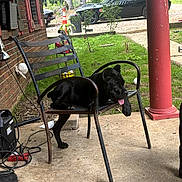 Katonna is registered to the contest to win money with this photo: animal, black_dog, brick_wall, car, chair, daylight, dog, domestic_animal, grass, metal_chair, nature, outdoor, pet, plants, porch, red_pillar, relaxed, resting, sidewalk, tongue_out