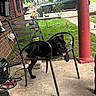 animal, black_dog, brick_wall, car, chair, daylight, dog, domestic_animal, grass, metal_chair, nature, outdoor, pet, plants, porch, red_pillar, relaxed, resting, sidewalk, tongue_out