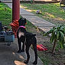 Katonna joined the competition — help win amazing prizes! bicycle, black_dog, car, children, collar, concrete_path, daytime, dog, grass, nature, outdoor, plants, play, shadow, sidewalk, summer, sunlight, toy, trees, yard