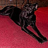 Katonna joined the competition — help win amazing prizes! alert, animal, black_dog, brick_wall, canine, carpet, companion, dog, domestic, ears, fur, household, indoor, looking_away, lying_down, mammal, paws, pet, red_carpet, resting