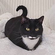 Callie is registered to the contest to win money with this photo: cat, tuxedo_cat, black_and_white, yellow_eyes, fluffy_blanket, cushions, indoor, pet, animal, feline, whiskers, relaxed, cozy, resting, cute, domestic_cat, soft_texture, closeup, face, ears