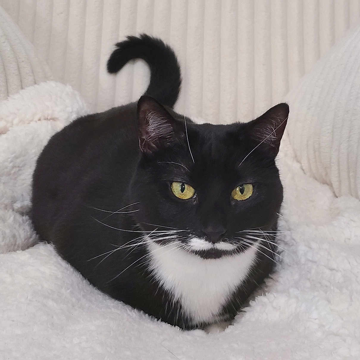 Callie is registered to the contest to win money with this photo: animal, black_and_white, cat, closeup, cozy, cushions, cute, domestic_cat, ears, face, feline, fluffy_blanket, indoor, pet, relaxed, resting, soft_texture, tuxedo_cat, whiskers, yellow_eyes