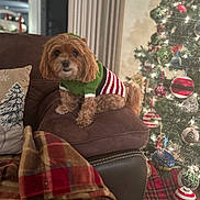 Bailey is registered to the contest to win money with this photo: dog, small_dog, brown_dog, sweater, christmas_tree, christmas_ornaments, holiday, decorations, couch, brown_couch, blanket, plaid_blanket, cozy, indoors, festive, lights, home, pet, christmas, seasonal
