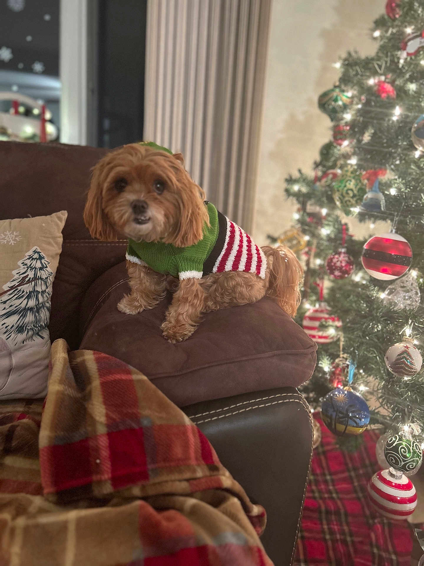 Bailey is registered to the contest to win money with this photo: dog, small_dog, brown_dog, sweater, christmas_tree, christmas_ornaments, holiday, decorations, couch, brown_couch, blanket, plaid_blanket, cozy, indoors, festive, lights, home, pet, christmas, seasonal