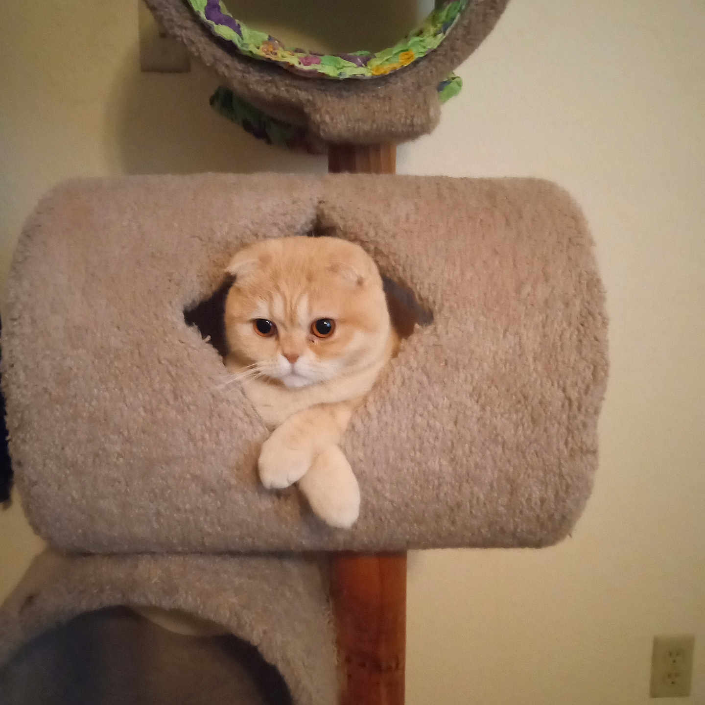 Squirtle joined the competition — help win amazing prizes! animal, cat, cat_tree, cozy, crossed_paws, curious, cute, domestic_animal, ears, face, feline, fur, furniture, home, indoor, orange_cat, paws, pet, relaxed, wall