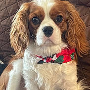 Lucky is registered to the contest to win money with this photo: dog, cavalier_king_charles_spaniel, pet, animal, brown, white, fur, ears, bandana, holiday, cute, sitting, indoors, quilted_background, companion, canine, adorable, portrait, friendly, fluffy