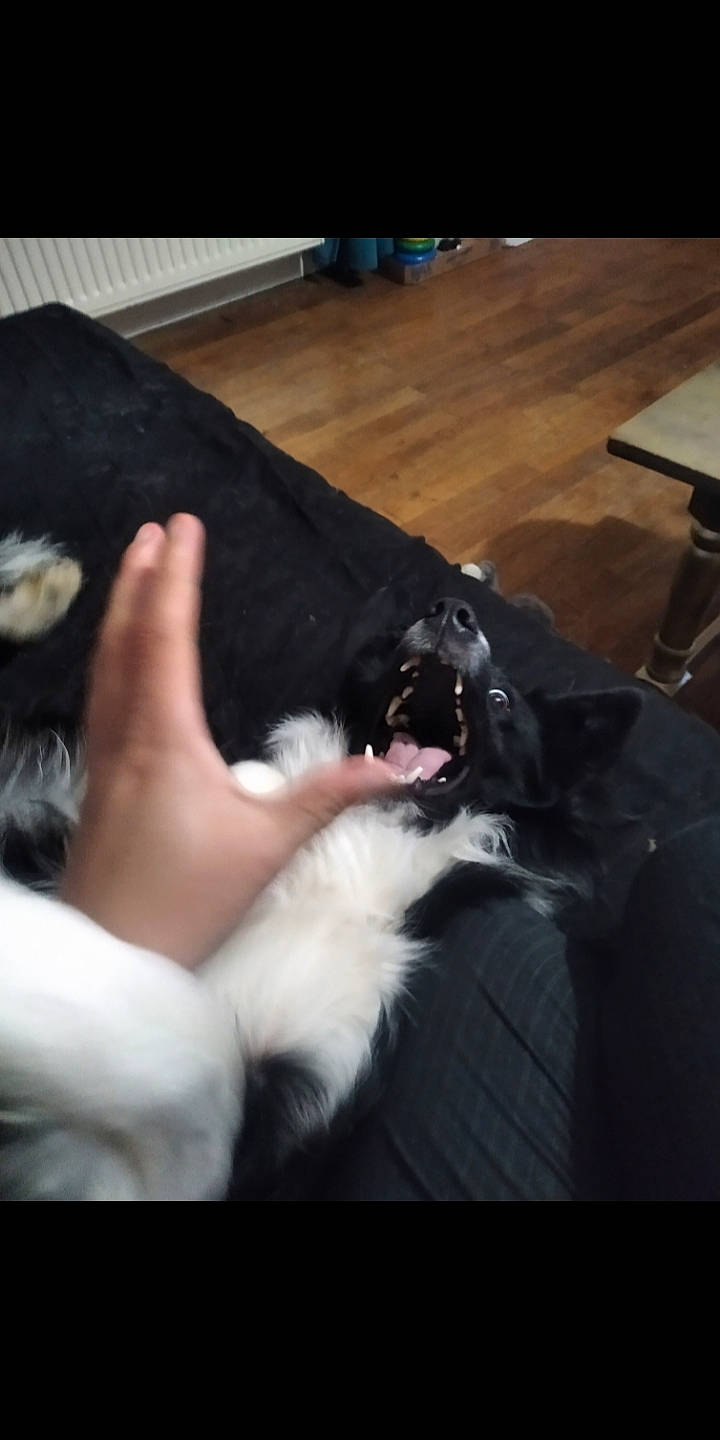 Aslan a rejoint le concours — aidez-le/la à gagner de superbes lots ! carnivore, comfort, companion_dog, dog, dog_breed, flooring, foot, fur, gesture, hardwood, human_leg, mammal, snout, sporting_group, tints_and_shades, vertebrate, whiskers, wood, working_animal, wrist