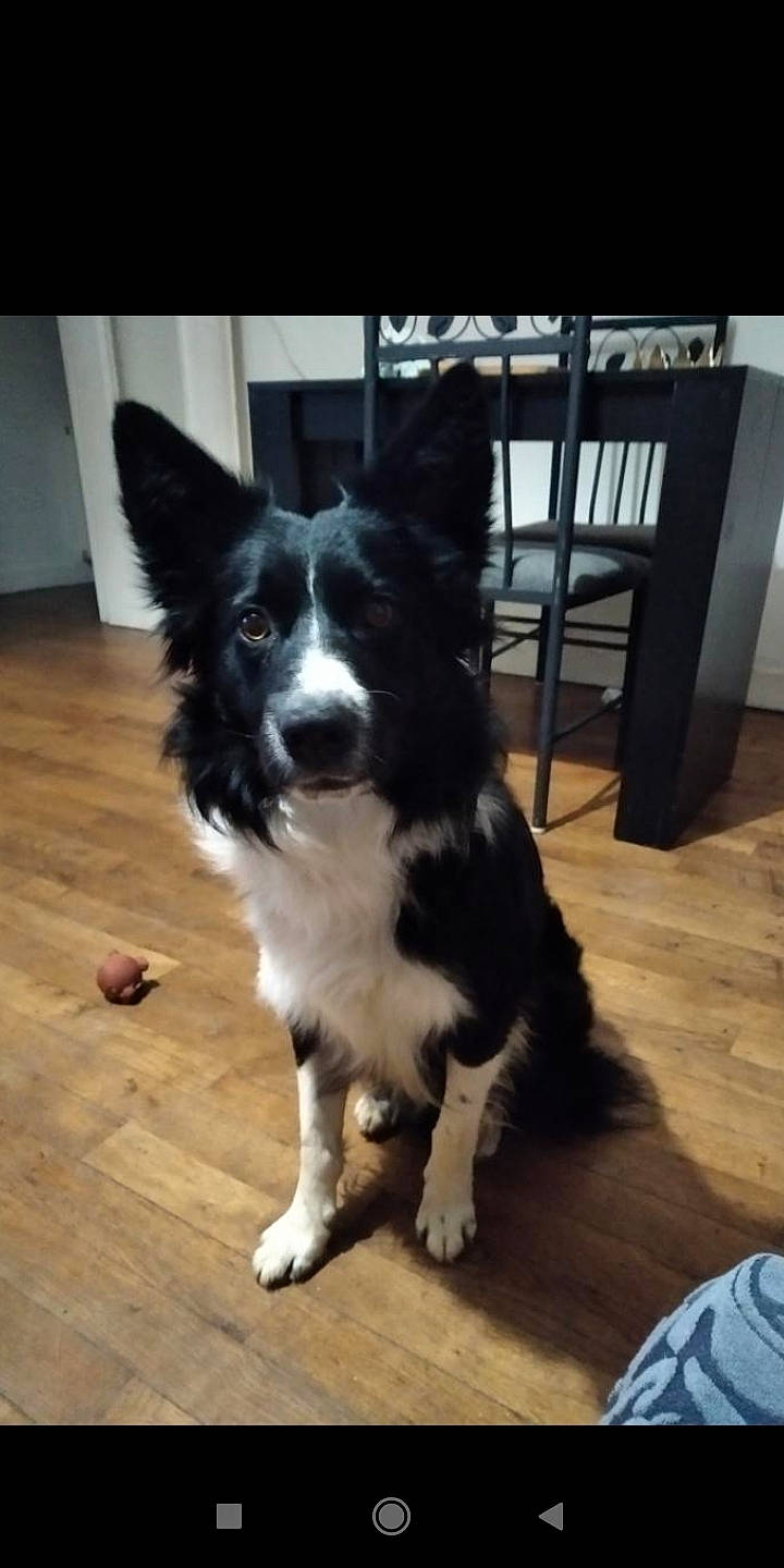 Aslan participe au concours pour gagner de l'argent avec cette photo : canidae, carnivore, chair, companion_dog, dog, dog_breed, flooring, foot, fur, hardwood, herding_dog, snout, sporting_group, varnish, whiskers, wood, wood_flooring, wood_stain, working_animal, working_dog