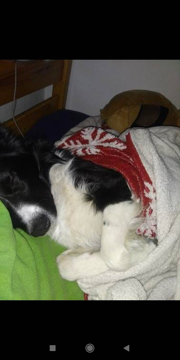 Aslan a rejoint le concours — aidez-le/la à gagner de superbes lots ! canidae, carnivore, chair, collar, companion_dog, dog, dog_breed, fur, gun_dog, herding_dog, landseer, non_sporting_group, puppy, pyrenean_mastiff, snout, spaniel, tail, terrestrial_animal, toy_dog, working_animal