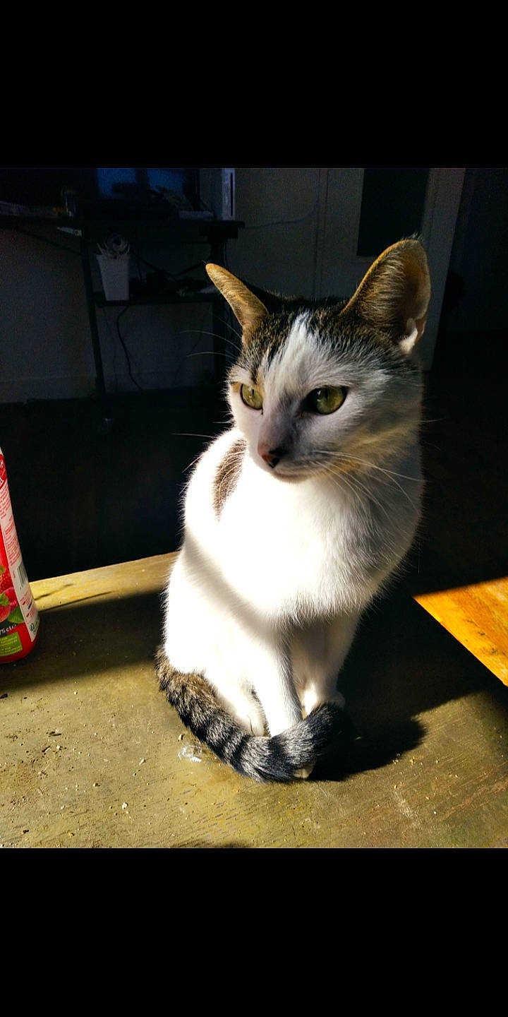 Perle participe au concours pour gagner de l'argent avec cette photo : automotive_lighting, carnivore, cat, claw, domestic_short_haired_cat, felidae, flash_photography, fur, monochrome_photography, paw, small_to_medium_sized_cats, snout, tail, tints_and_shades, whiskers