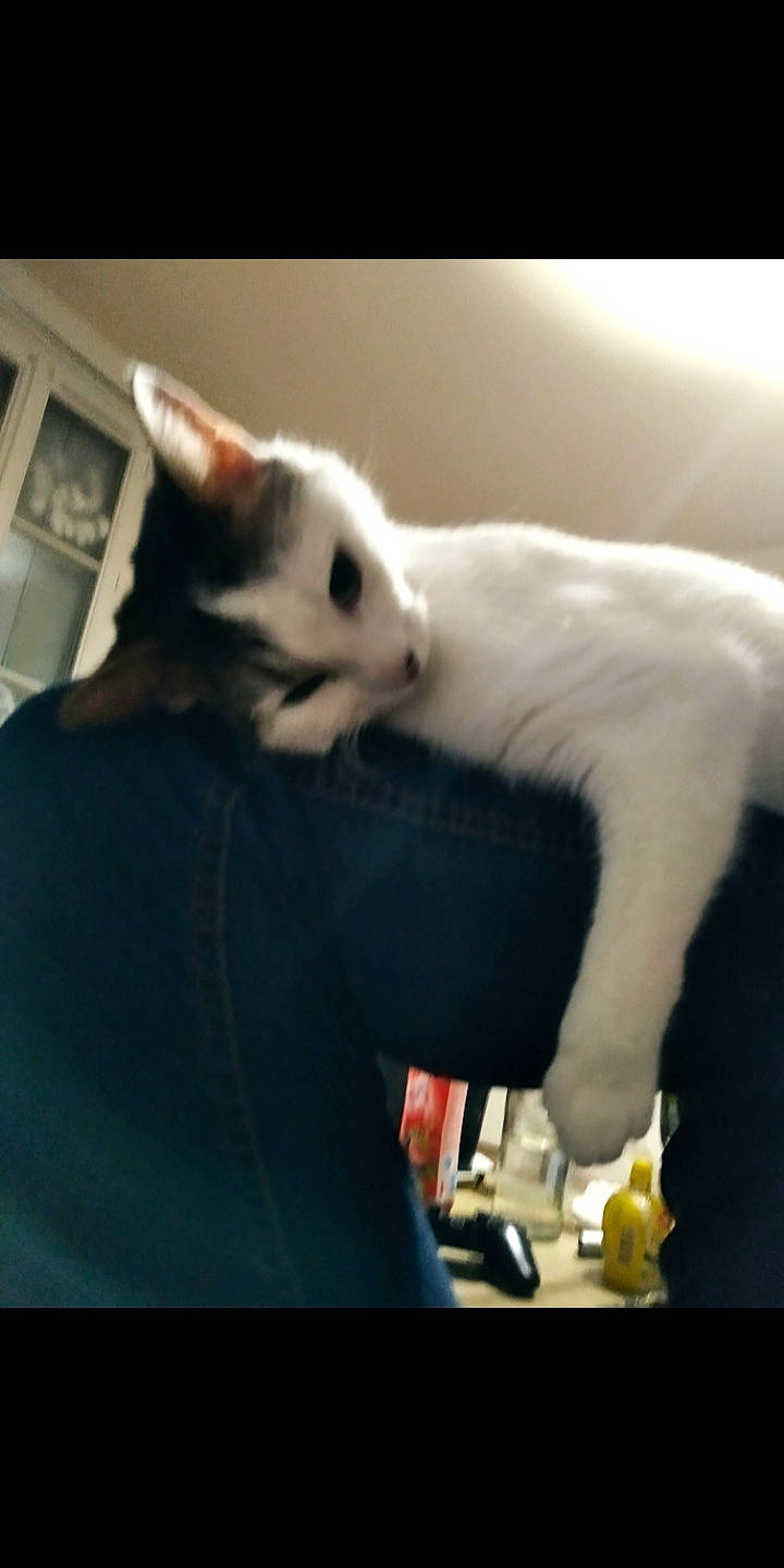 Perle participe au concours pour gagner de l'argent avec cette photo : canidae, carnivore, cat, claw, cloud, comfort, domestic_short_haired_cat, ear, fang, felidae, formal_wear, fur, gesture, paw, small_to_medium_sized_cats, snout, tail, whiskers