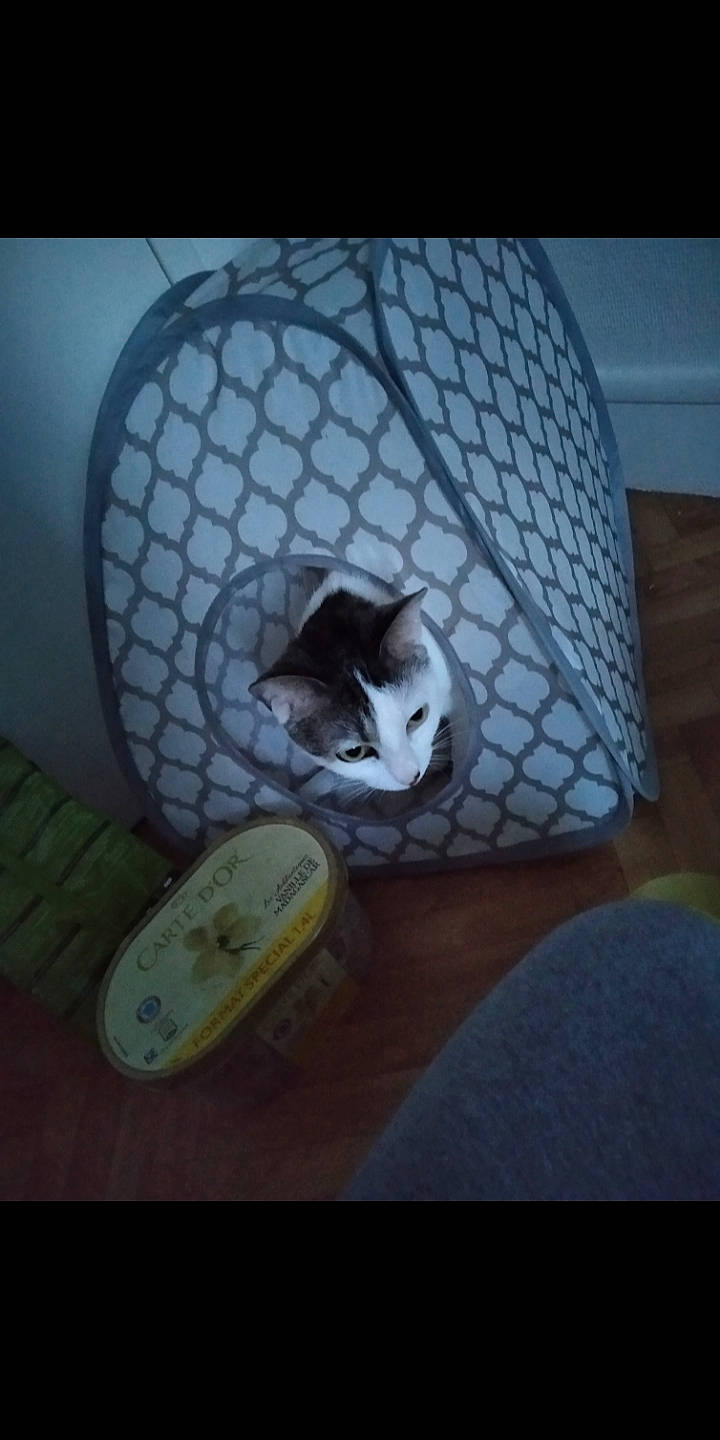 Perle a rejoint le concours — aidez-le/la à gagner de superbes lots ! auto_part, automotive_design, automotive_lighting, automotive_tire, automotive_wheel_system, cat, circle, comfort, fashion_accessory, felidae, font, gas, headlamp, illustration, luxury_vehicle, metal, rim, space, synthetic_rubber, whiskers