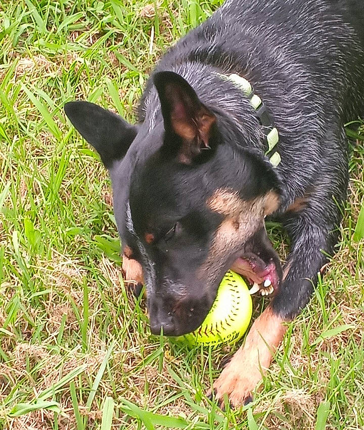 Sage joined the competition — help win amazing prizes! canidae, carnivore, companion_dog, dog, dog_breed, grass, guard_dog, herding_dog, paw, snout, sporting_group, terrestrial_plant, working_animal, working_dog