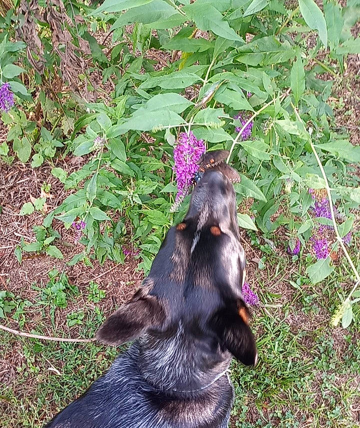 Sage is registered to the contest to win money with this photo: annual_plant, botany, canidae, carnivore, dog, dog_breed, flower, flowering_plant, fur, grass, groundcover, hunting_dog, liver, plant, sporting_group, terrestrial_animal