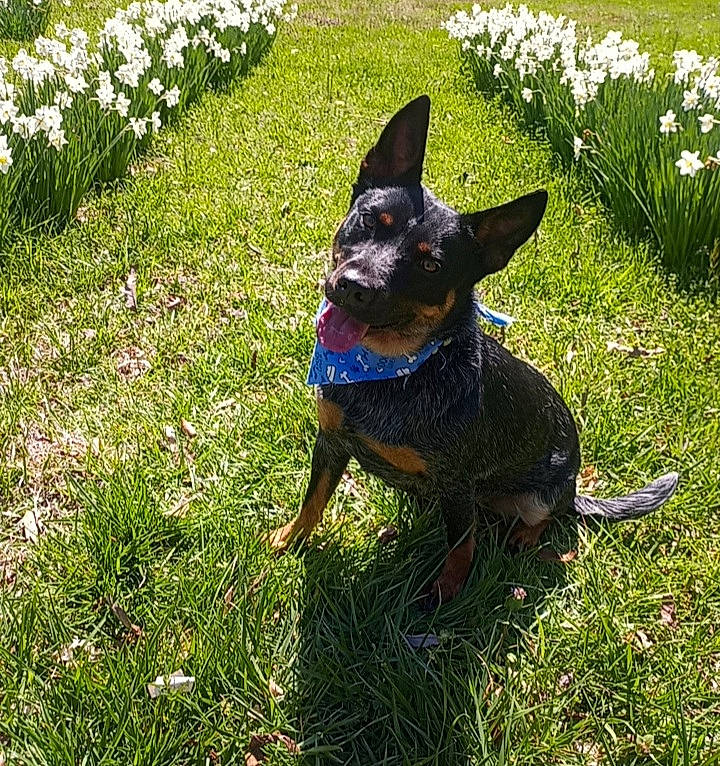 Sage joined the competition — help win amazing prizes! canidae, carnivore, collar, companion_dog, dog, dog_breed, dog_collar, dog_supply, electric_blue, fawn, flower, grass, groundcover, petal, plant, snout, sporting_group, tail, toy_dog, working_animal