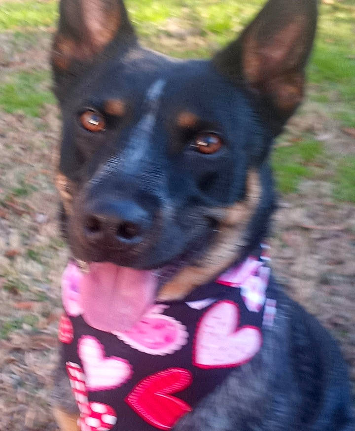 Sage is registered to the contest to win money with this photo: adventure, canidae, carnivore, collar, companion_dog, dog, dog_breed, dog_collar, dog_supply, electric_blue, grass, guard_dog, herding_dog, hunting_dog, pet_supply, plant, snout, sporting_group, working_animal, working_dog