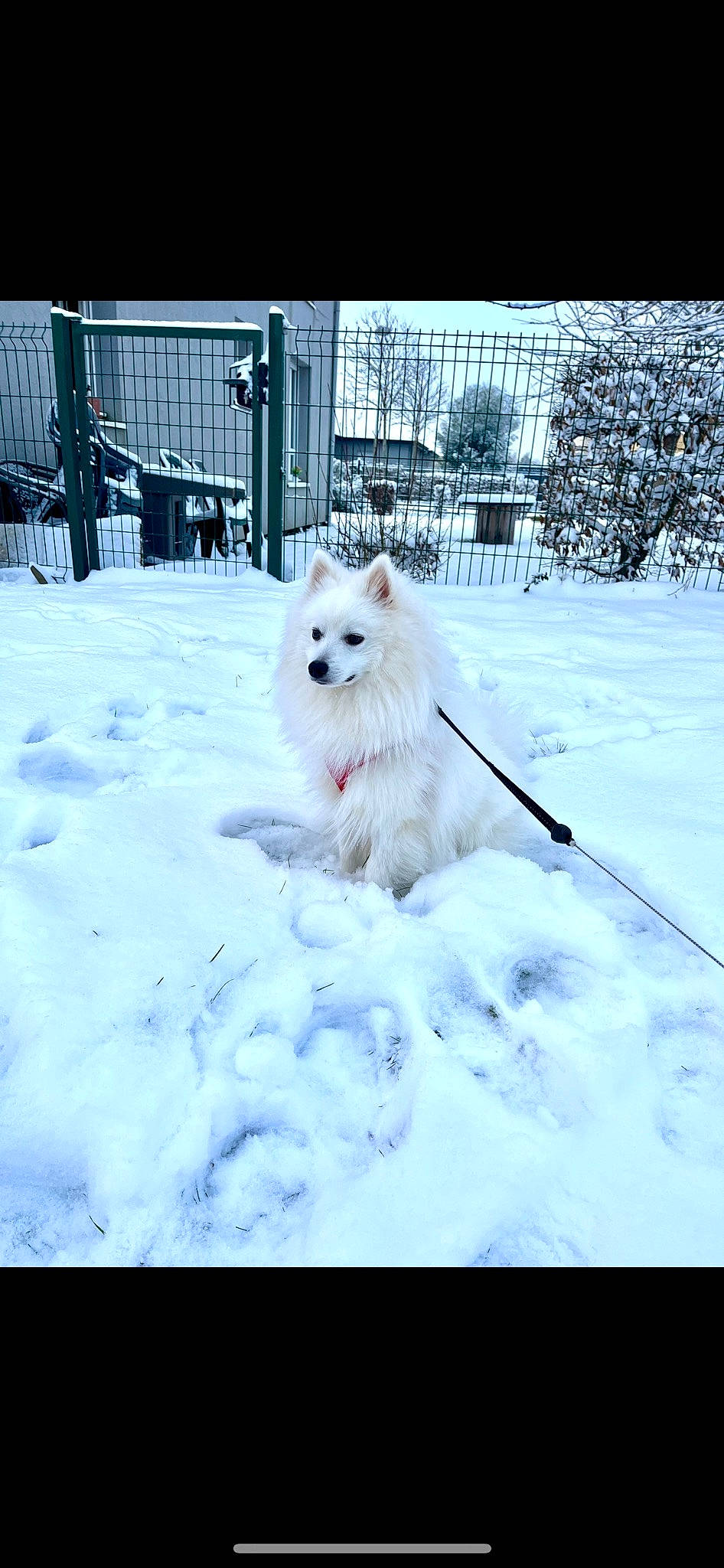 Roméo a rejoint le concours — aidez-le/la à gagner de superbes lots ! arctic, canidae, carnivore, companion_dog, dog, dog_breed, electric_blue, freezing, fur, indian_spitz, slope, snout, snow, spitz, sporting_group, tail, tree, volpino_italiano, winter, working_animal