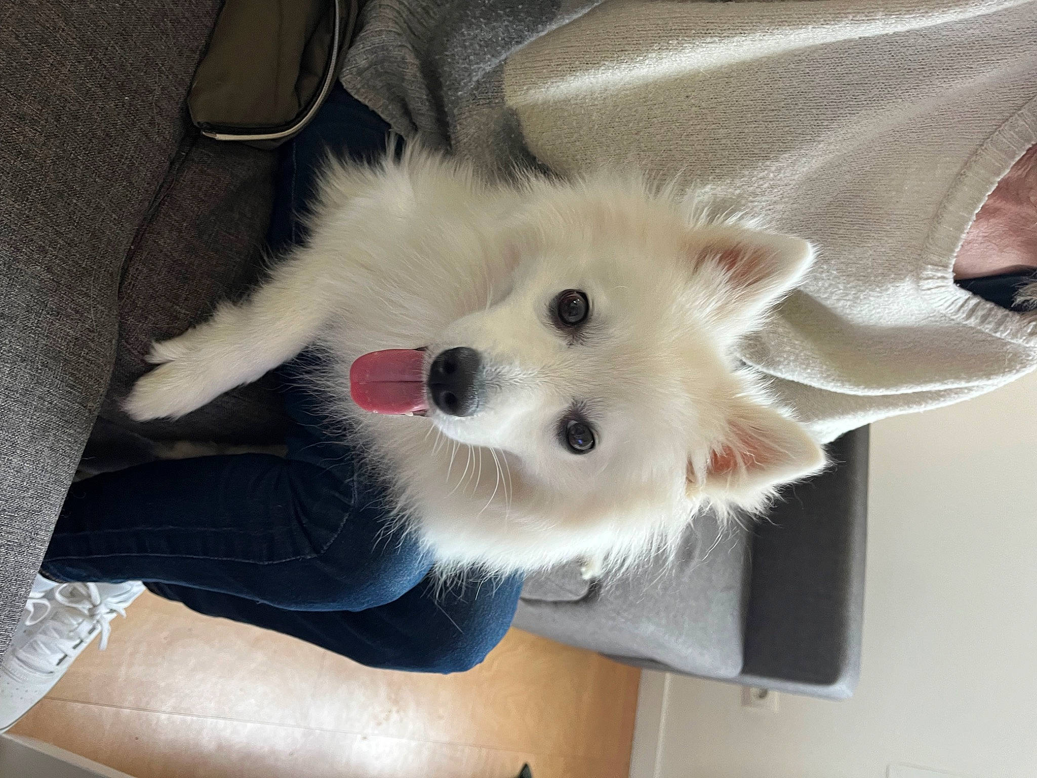 Roméo a rejoint le concours — aidez-le/la à gagner de superbes lots ! canidae, carnivore, companion_dog, dog, dog_breed, fawn, fur, german_spitz, japanese_spitz, non_sporting_group, samoyed, snout, spitz, sporting_group, tail, volpino_italiano, working_animal