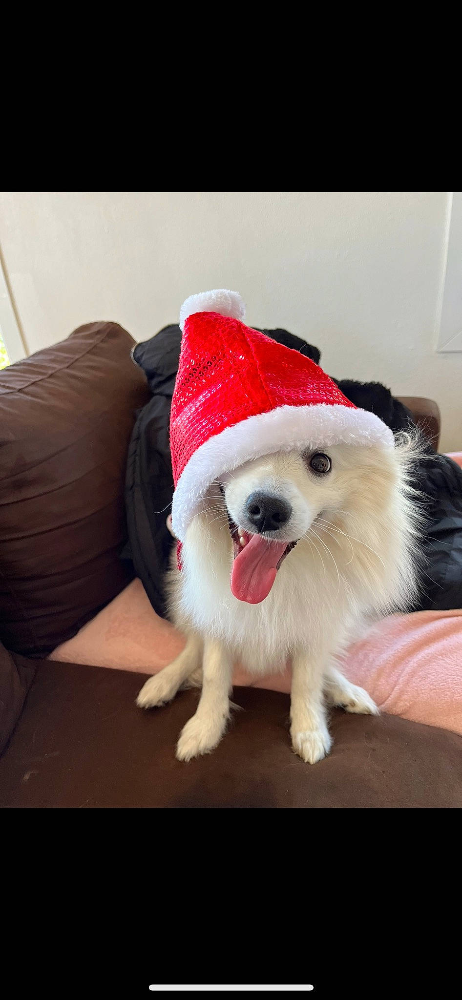 Roméo participe au concours pour gagner de l'argent avec cette photo : canidae, cap, carmine, carnivore, companion_dog, costume_hat, dog, dog_breed, dog_supply, fang, fashion_accessory, fawn, fur, hat, party_hat, pet_supply, spitz, sporting_group, whiskers, working_animal