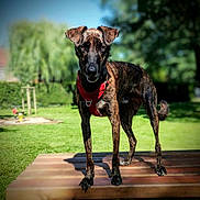 Raïko participe au concours pour gagner de l'argent avec cette photo : animal, background_blur, brindle, canine, daytime, dog, ears, fur, grass, nature, outdoor, park, pet, playground, red_harness, shadow, standing, sunlight, trees, wooden_platform
