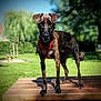 animal, background_blur, brindle, canine, daytime, dog, ears, fur, grass, nature, outdoor, park, pet, playground, red_harness, shadow, standing, sunlight, trees, wooden_platform