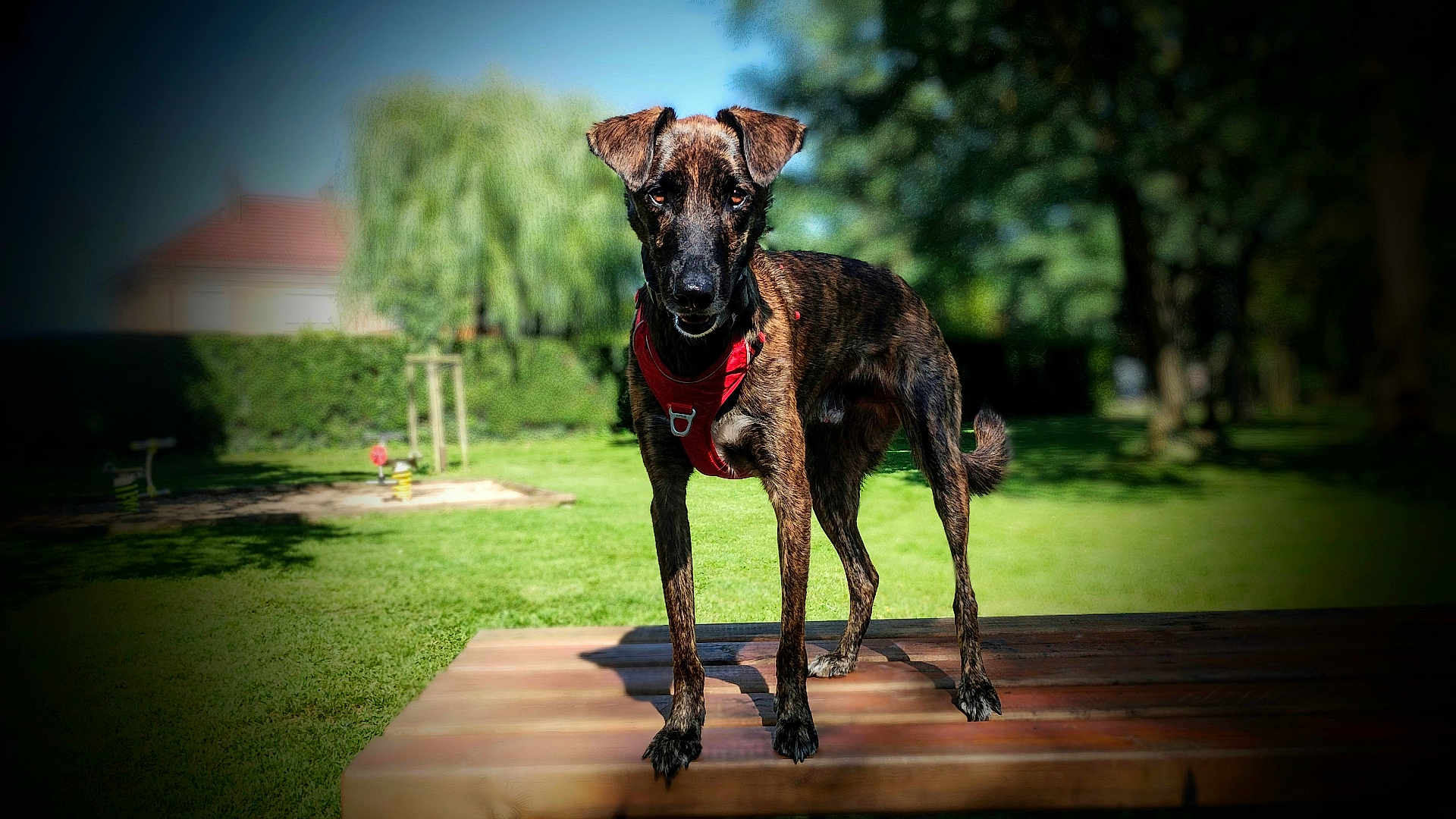 Raïko