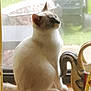 Tracer joined the competition — help win amazing prizes! animal, cat, curtain, daylight, decor, domestic, feline, furry, household, indoor, light, looking, mug, pet, quiet, ram, sitting, still, window, windowsill