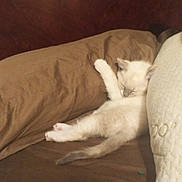 Tracer is registered to the contest to win money with this photo: animal, bed, brown, cat, comfort, cozy, cute, feline, fur, furry, home, indoor, kitten, nap, pet, pillow, relaxation, resting, sleeping, soft