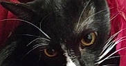 Megatron joined the competition — help win amazing prizes! cat, black_cat, white_markings, whiskers, red_plastic_bag, curious, alert, pet, animal, feline, indoor, closeup, portrait, playful, eyes, fur, head, looking_up, cute, domestic_cat