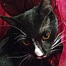 cat, black_cat, white_markings, whiskers, red_plastic_bag, curious, alert, pet, animal, feline, indoor, closeup, portrait, playful, eyes, fur, head, looking_up, cute, domestic_cat