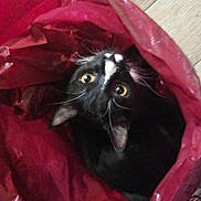 Megatron joined the competition — help win amazing prizes! cat, tuxedo_cat, plastic_bag, red_bag, curious, pet, animal, indoor, wooden_floor, looking_up, whiskers, black_and_white, feline, playful, close_up, domestic_cat, cute, eyes, fur, head