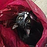 cat, tuxedo_cat, plastic_bag, red_bag, curious, pet, animal, indoor, wooden_floor, looking_up, whiskers, black_and_white, feline, playful, close_up, domestic_cat, cute, eyes, fur, head