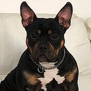 Athena a rejoint le concours — aidez-le/la à gagner de superbes lots ! dog, pet, canine, black, tan, ears_up, chain_collar, sitting, indoor, couch, white_background, alert, portrait, companion, animal, fur, domestic, friendly, watchful, household