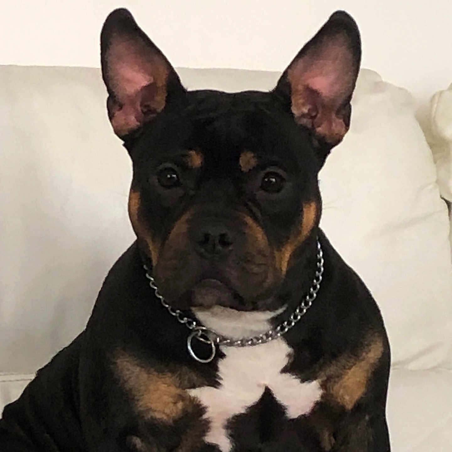 Athena a rejoint le concours — aidez-le/la à gagner de superbes lots ! alert, animal, black, canine, chain_collar, companion, couch, dog, domestic, ears_up, friendly, fur, household, indoor, pet, portrait, sitting, tan, watchful, white_background