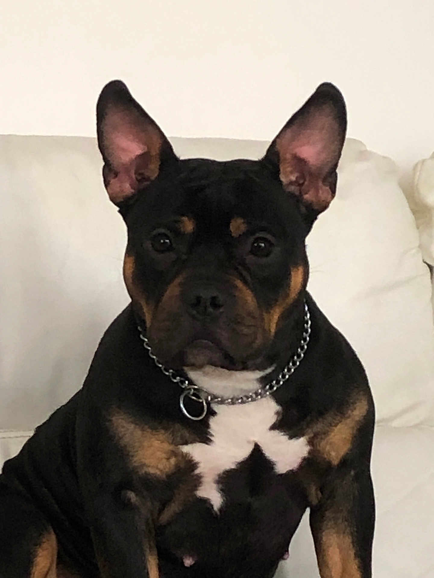 Athena a rejoint le concours — aidez-le/la à gagner de superbes lots ! dog, pet, canine, black, tan, ears_up, chain_collar, sitting, indoor, couch, white_background, alert, portrait, companion, animal, fur, domestic, friendly, watchful, household